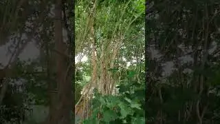 Mein Garten oder der Weg zur Wahrheit