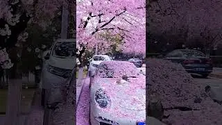 Places in Japan that don’t feel real. 