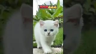 Xozir borsam yomon qilaman 😂😂😂