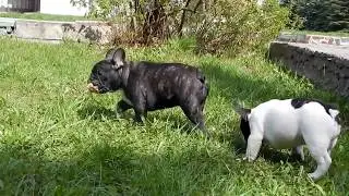 Боня и  Кроша с шишкой