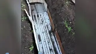 Правильная посадка голубики садовой!