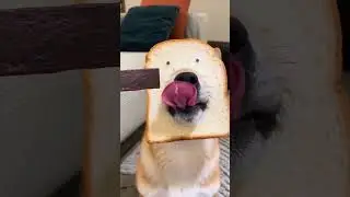 Хлебопес