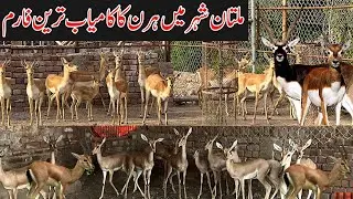 Deer Farming in Pakistan | Hiran Farming in Pakistan | Black Buck | Chital | Hog Deer | kala hiran