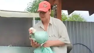 УБИРАЮ БРОЙЛЕРОВ/ НАРУШАЮ КАРМУ😱