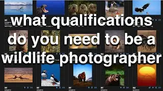 What Qualifications Do You Need to be a Wildlife Photographer