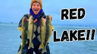 RED LAKE Early Ice Fishing For Walleye 2023! Use This Method To Catch More Walleye!