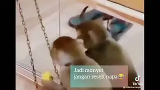 dasar monyet