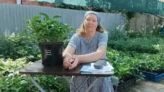 Как получить качественные черенки для размножения гортензий. Эксперимент.