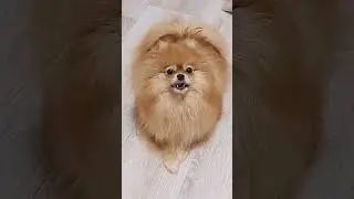 Покормите птиц зимой 