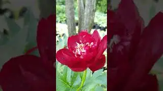 пион ИЛЛИН БЕЛЛ , травянистый пион 
