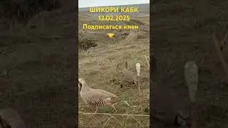 Шикори кабк 2025