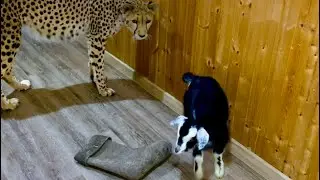 Cheetah and baby goat. First meeting.