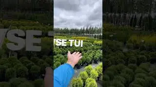 20% на все туи 