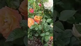Роза Оксана (селекция Усыниных)