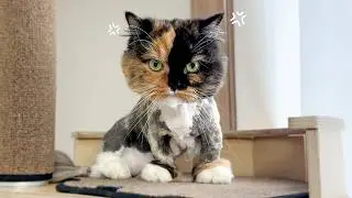A Cat Groomer Suddenly Invaded My Home and Shaved All My Fur Off..! 😾✂️