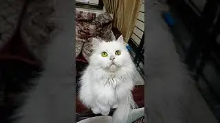 very cute white Persian cat Rimmy 