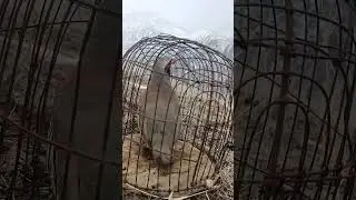 шикори кабк н нуробод