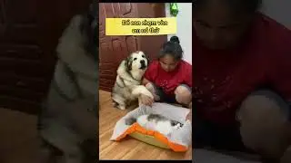 Cưng quá con ơi 🥰🥰🥰chó pet xuhuong dog