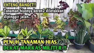 Aman terkendali!! Tanaman hiasnya diletakkan dipinggir jalan !! - Tanaman hias