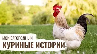Куриные истории // Мой Загородный
