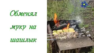 Обменял муху на шашлык