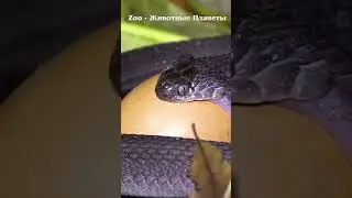 ЗМЕЯ ГЛОТАЕТ ЯЙЦА