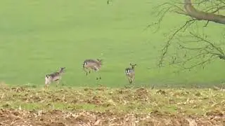 Fallow deer jumps a ditch