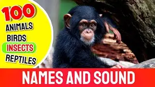 100 Animals, Birds, Insects & Reptiles| Animals Name| Domestic animals|Wild Animals #animals #birds