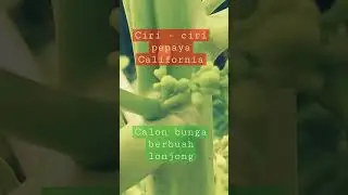 Ciri - ciri bunga pepaya California berbuah lonjong #farmer #shorts #pepayacalifornia #petani #fyp