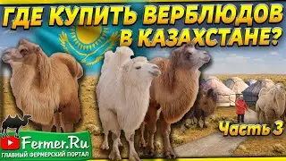 Верблюды на продажу. Бизнес по разведению верблюдов. Верблюды в казахской степи. Водопой верблюдов.