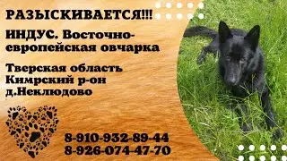 Пропала собака! ИНДУС. Тверская область, Кимрский район, д.Неклюдово