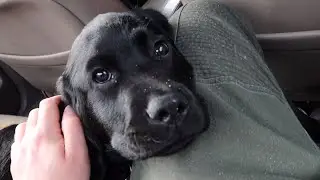 Our puppy Kevins first beach trip!