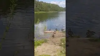 Озеро Ключевое - утиный пляж)) 
