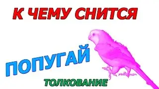 К чему снится попугай  Толкование сна