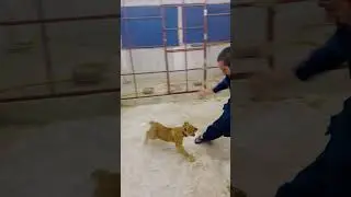 Lion Cub Attack #tiger #attack #shorts