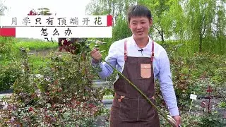 月季只有顶端开花怎么办？尤其是大型藤本月季，天狼教你这样处理