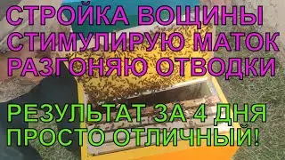 РАЗГОН И СТРОЙКА ВОЩИНЫ В МОЛОДЫХ ОТВОДКАХ СТИМУЛИРУЮ МАТОК НА ЗАСЕВ когда нет взятка результат ✅☝️🐝
