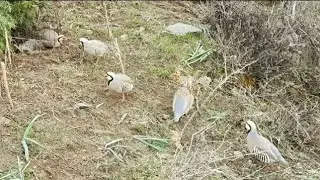 Шикор Охота на Кеклик Куропатка Keklik sesi Keklik avi  Partridge hunting Kabk shikar