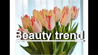 Выгонка тюльпанов 2021. Обзор сорта Beauty Trend.