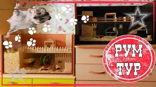 Room tour of the cells of hamsters. Where are the hamsters