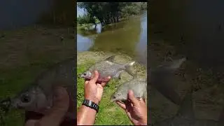В чем разница между подлещиком и густерой?