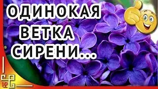 Одинокая ветка сирени...Шансон за душу берет