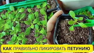 ПЕТУНИЯ без проблем! Правильная пикировка и уход за рассадой петунии 🌺🌺🌺