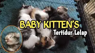 Anabul tertidur lelap, tidurnya ajah imut