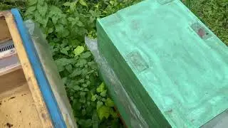 Смотрим на прийом маток вовремя зимовки.