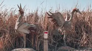 WETLANDS