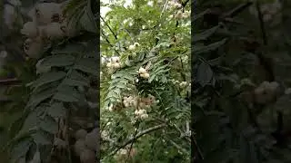 белая рябина
