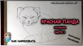 Как нарисовать КРАСНУЮ ПАНДУ карандашом. Поэтапное рисование