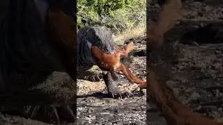 Komodo Dragon eating Goat