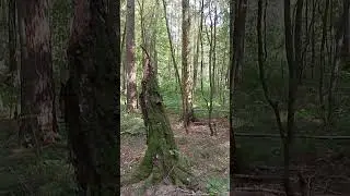 21 августа 2024 г.тихая охота